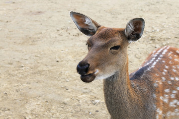 Deer close up squinting chewing food