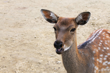 Deer close-up looks at the camera chew food