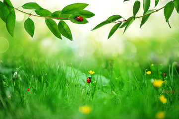 Obraz premium sunny green field with ladybugs