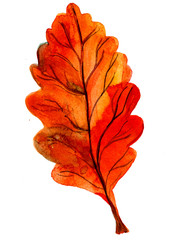 One autumn orange oak leaf