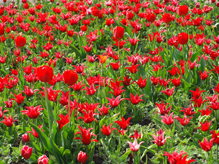 Red tulips with bright petals