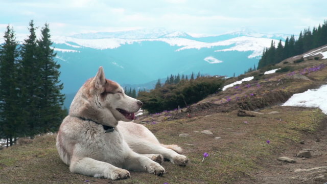 husky dog lying on the ground in mountains