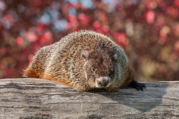 Woodchuck (Marmota monax) Looks Out from Atop Log