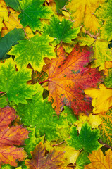 Autumn leaves background