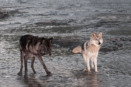 Grey Wolves (Canis lupus) Stand in River