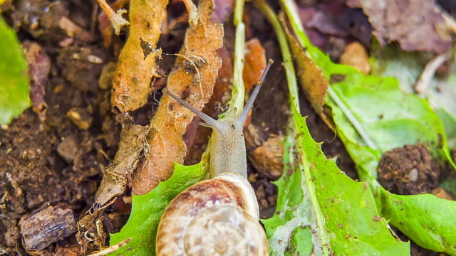 Snail Moving On a Leaf