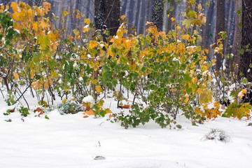 yellow and green autumn bushes covered with snow