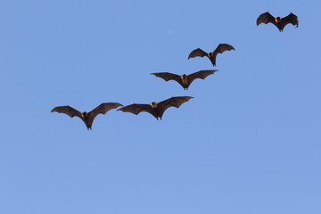 Lyle's flying fox ,flying fox against clear blue sky