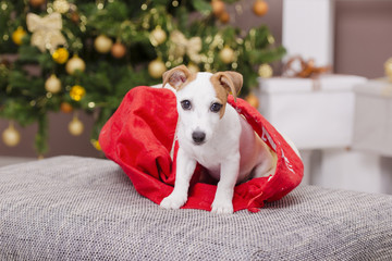 Cute Jack Russel Terrier puppy dog sitting on the stool in the C