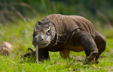 Fototapeta premium Komodo dragon is on the ground. Interesting perspective. The low point shooting. Indonesia. Komodo National Park. An excellent illustration.