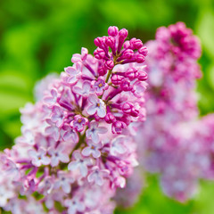 Lilac flowers