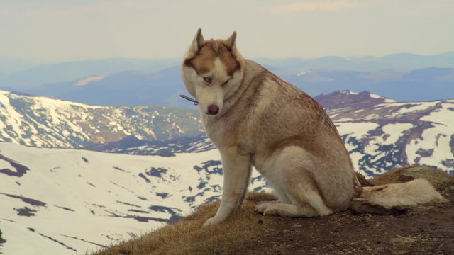 husky on the top of a mountain