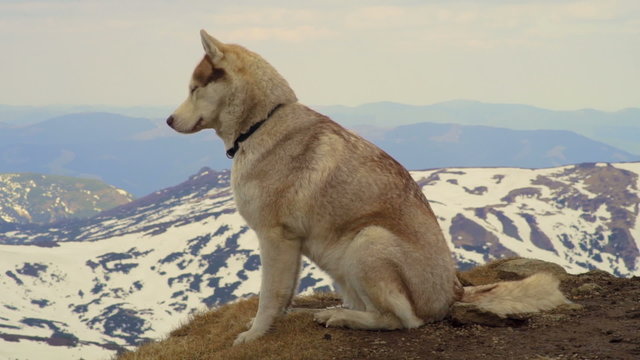 calm husky on the top of a mountain
