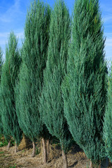 Hedge of Juniperus scopulorum Blue Arrow - obrazy, fototapety, plakaty