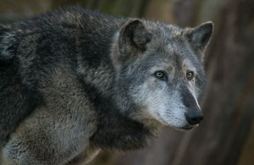 Gray wolf portrait
