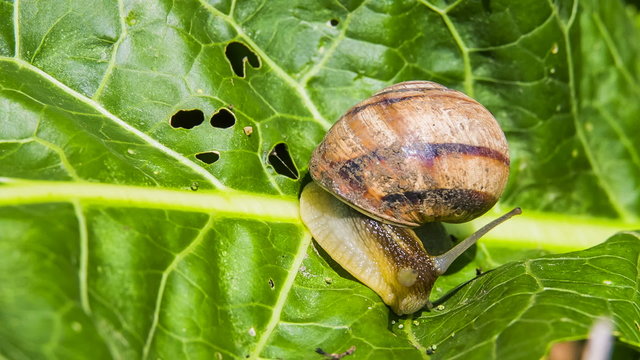 Macro: Snail Moving On Green Foliage