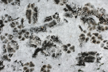 Background of animal traces on the snow