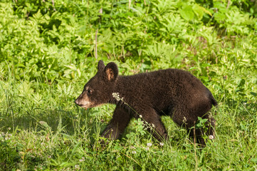 Black Bear Cub (Ursus americanus) Walk Left Through Grass