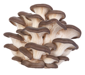 oyster mushrooms on a white background