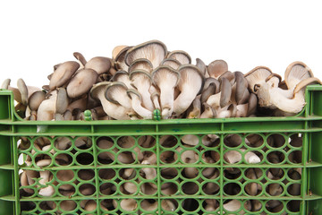 oyster mushrooms in a plastic box