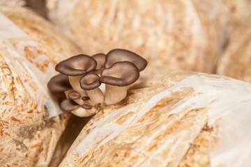 oyster mushrooms grow on a mushroom farm
