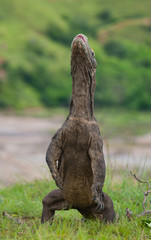 Komodo dragon is standing upright on their hind legs. Interesting perspective. The low point shooting. Indonesia. Komodo National Park. An excellent illustration.