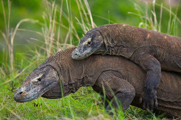 Komodo Dragons are fighting each other. Very rare picture. Indonesia. Komodo National Park. An excellent illustration.