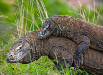 Komodo Dragons are fighting each other. Very rare picture. Indonesia. Komodo National Park. An excellent illustration.