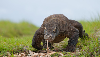 Komodo dragon is on the ground. Interesting perspective. The low point shooting. Indonesia. Komodo National Park. An excellent illustration.