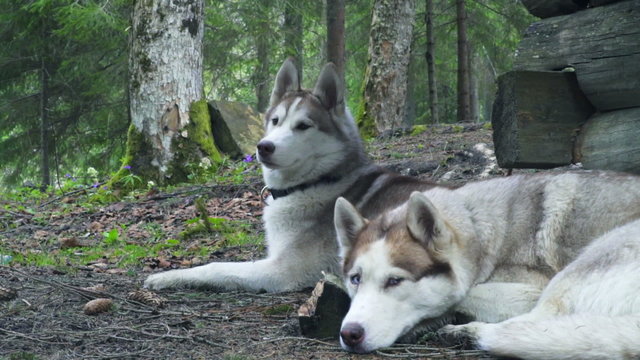 two calm huskies in the spring forest