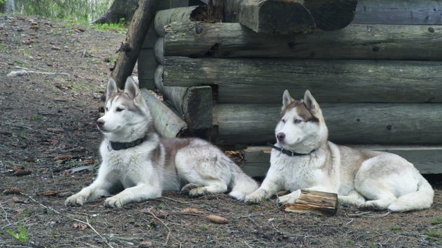 two huskies lying newt to old wooden house in forest