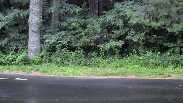 A black bear gnaws on trees along the road in Shenandoah National Park; her three cubs are hiding in the brush