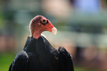 Turkey Vulture profile, Alberta, Canada