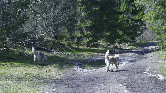  two husky dogs walking in forest 