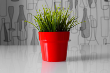green plant in a red pot