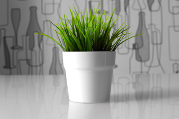 green plant in a white pot