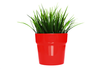 green plant in a red pot