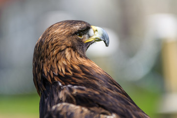 Golden Eagle profile view  in side angle view, Alberta, Canada