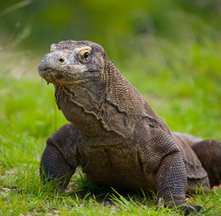 Fototapeta premium Komodo dragon is on the ground. Interesting perspective. The low point shooting. Indonesia. Komodo National Park. An excellent illustration.