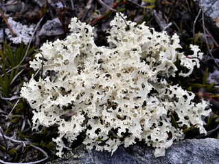 Crinkled Snow Lichen Flavocetraria nivalis