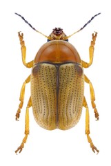 Beetle Cryptocephalus fulvus