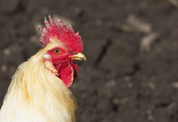 White chicken head with a red comb