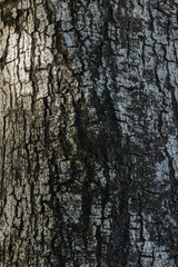 Obraz premium Abstract wood bark texture