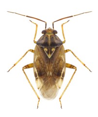 Bug Lygus wagneri