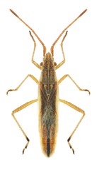 Bug Myrmus miriformis