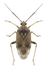 Bug Lygus rugulipennis