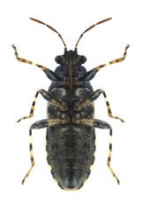 Bug Heterogaster urticae (underside)