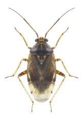 Bug Lygus wagneri