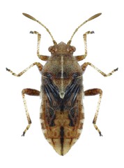 Bug Rhopalus distinctus