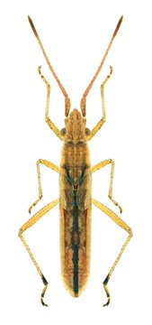Bug Myrmus miriformis